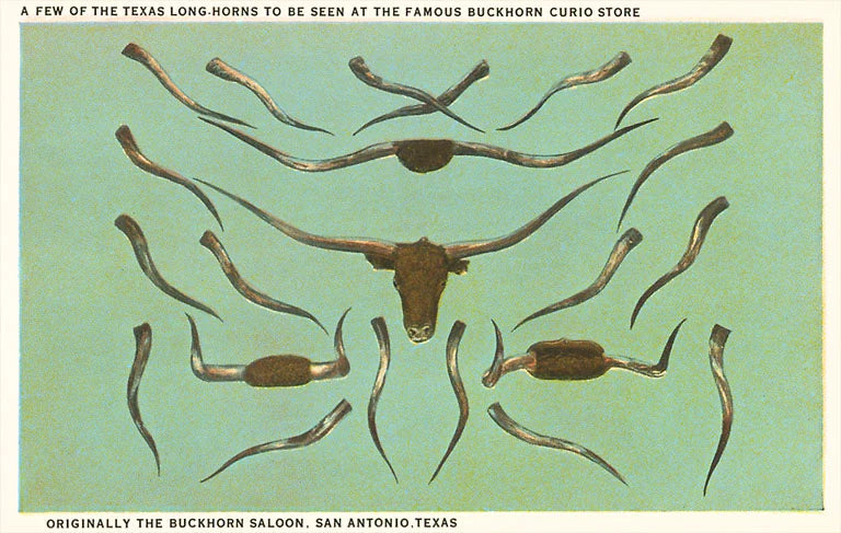 Collection of Longhorn Horns Magnet