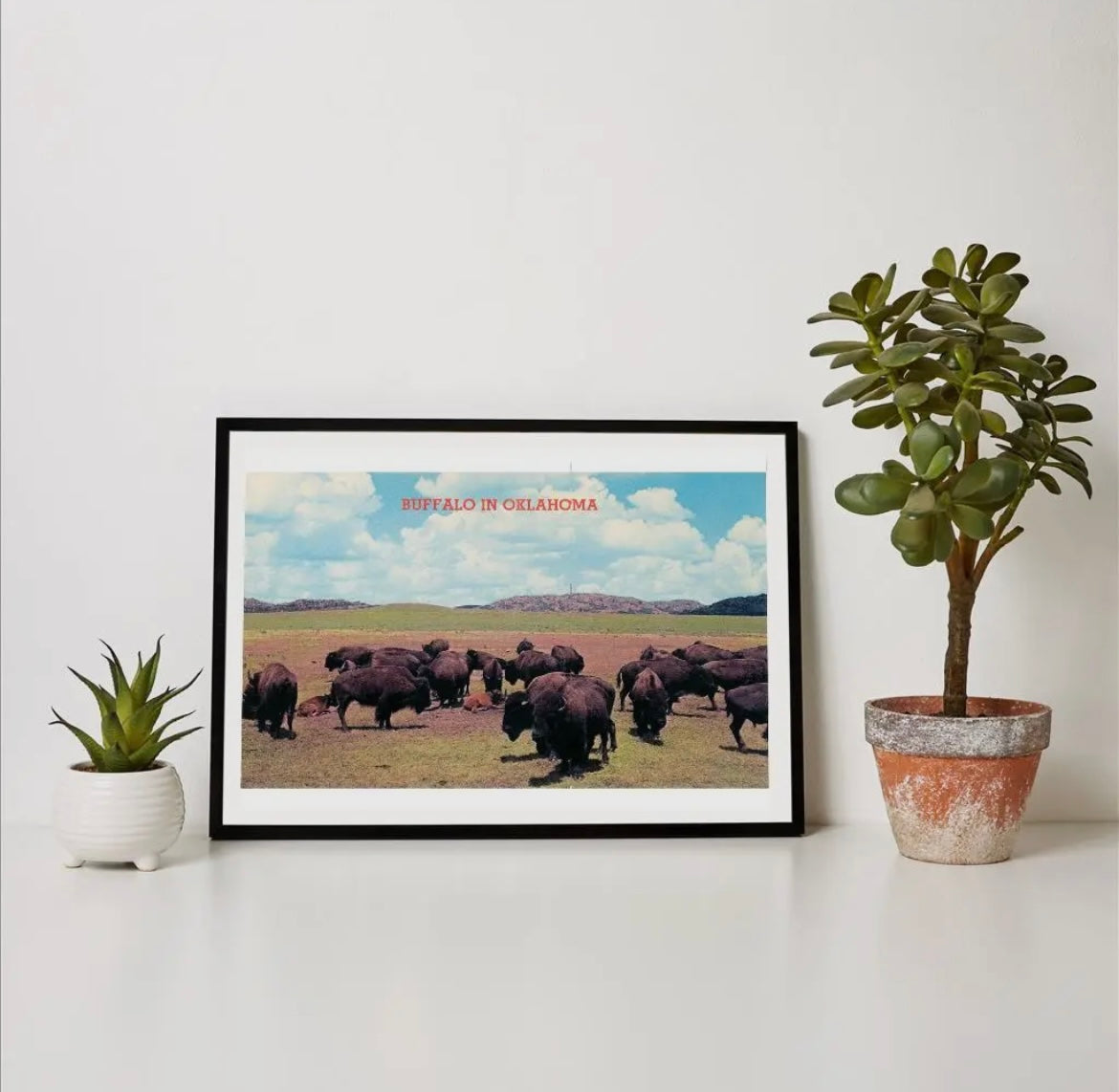 “Buffalo in Oklahoma” print