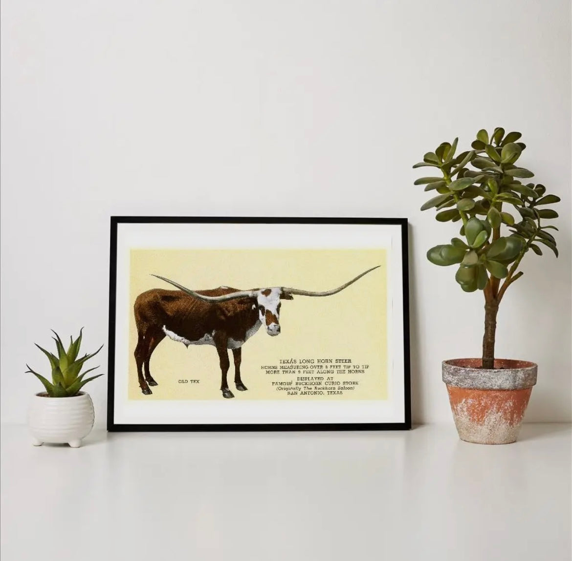 “Old Tex” print