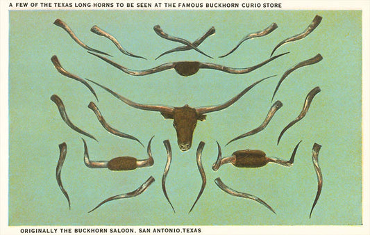 Collection of Longhorn Horns Magnet