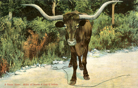 Texas Longhorn Magnet