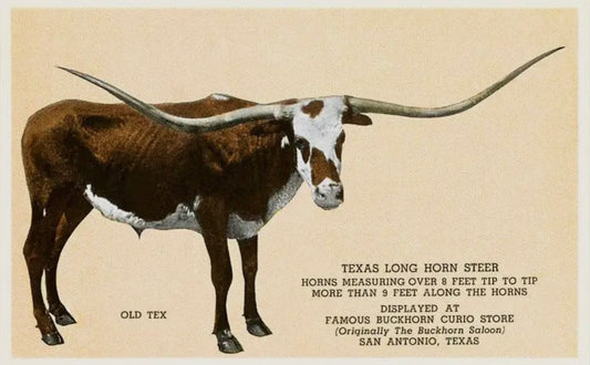 “Old Tex” print