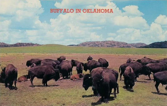 “Buffalo in Oklahoma” print